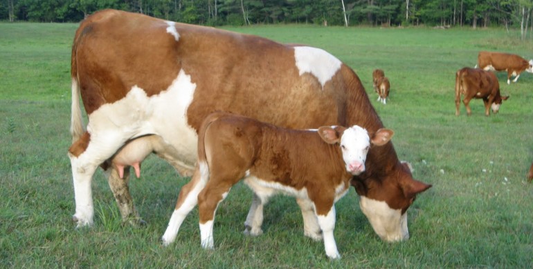 Image result for simmental