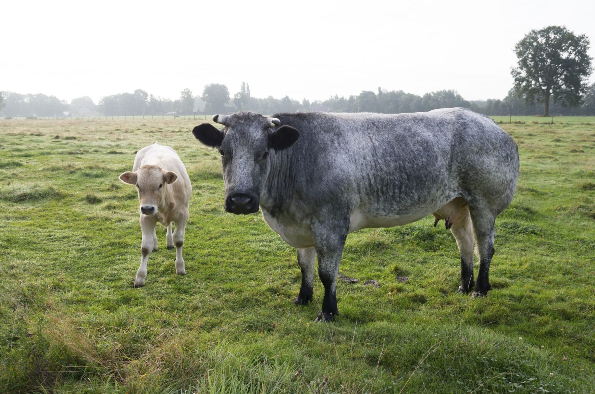 blue cattle belgian blue www imgkid the image kid has it blue cattle belgian blue www imgkid the image kid has it