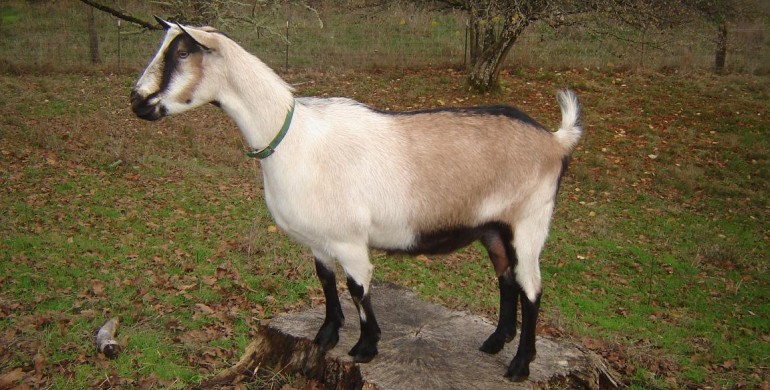 Goats