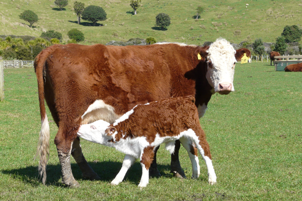 Hereford