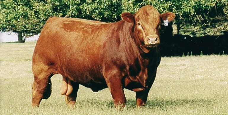 Limousin