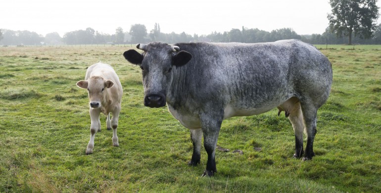 Belgian Blue